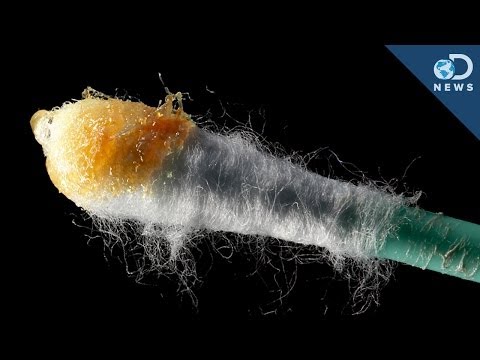 Why Do We Need Earwax?