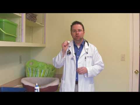 Cat & Kitten Care : Removing Ear Wax From Cats